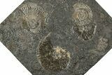 Fossil Ammonite Cluster - Posidonia Shale, Germany #358372-1